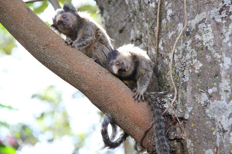 Pousada Recanto Do Cerrado Neropolis المظهر الخارجي الصورة